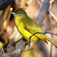 Yellow-bellied Greenbul